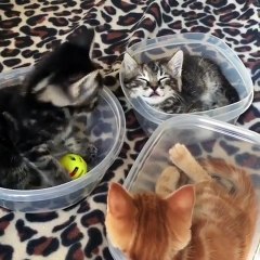 Des chats dans des Tupperware : le truc le plus cute du jour