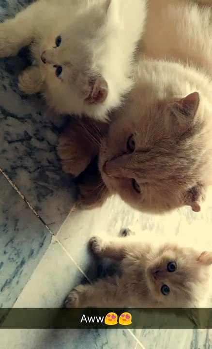 cute Little kittens
