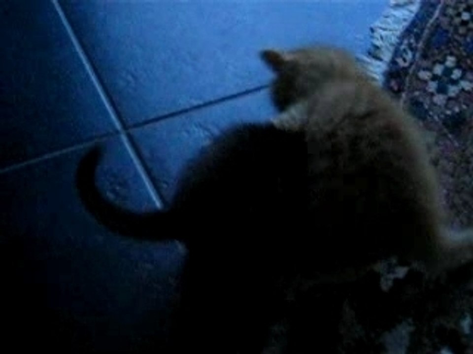 Chat en train de se battre