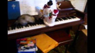 Funny Animals  | Animal Musical Prodigies  - Compilation  | Funny Animal Videos