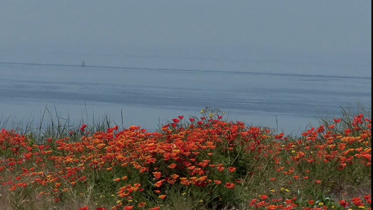 AMAPOLA  - Mantovani and his Orchestra