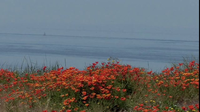 AMAPOLA - Mantovani and his Orchestra
