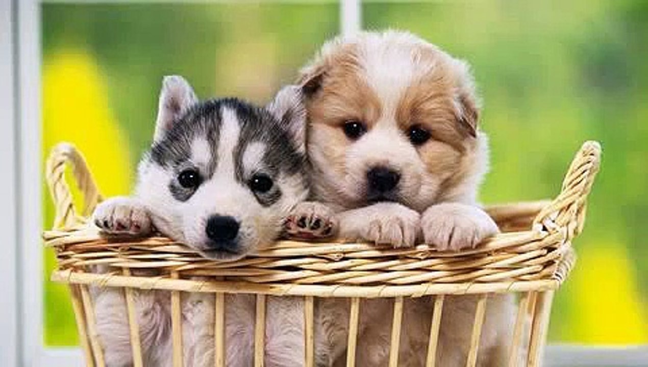 ペットを癒すBGM・自然音+リラックス音楽.鳥のさえずり川のせせらぎ