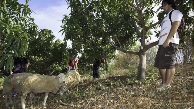 Ecophyto : l'exemple du lycée agricole de la Réunion
