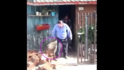 Chú chó giúp chủ mang gạch vào nhà nhìn yêu quá đi mất