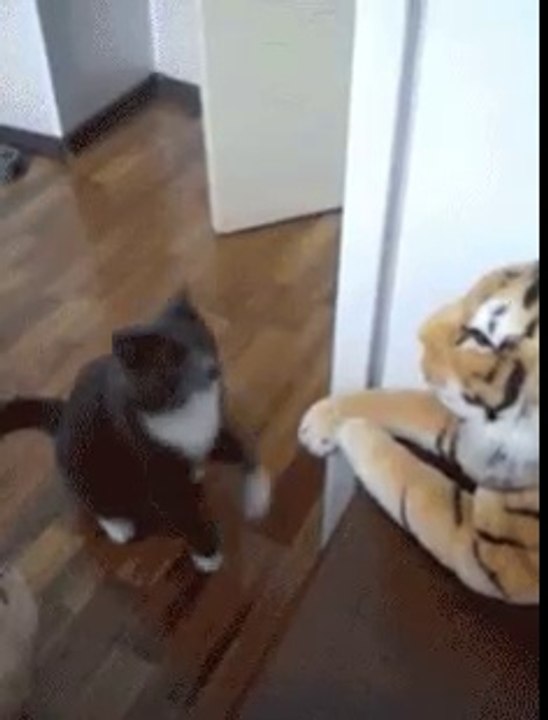 boksör kedi