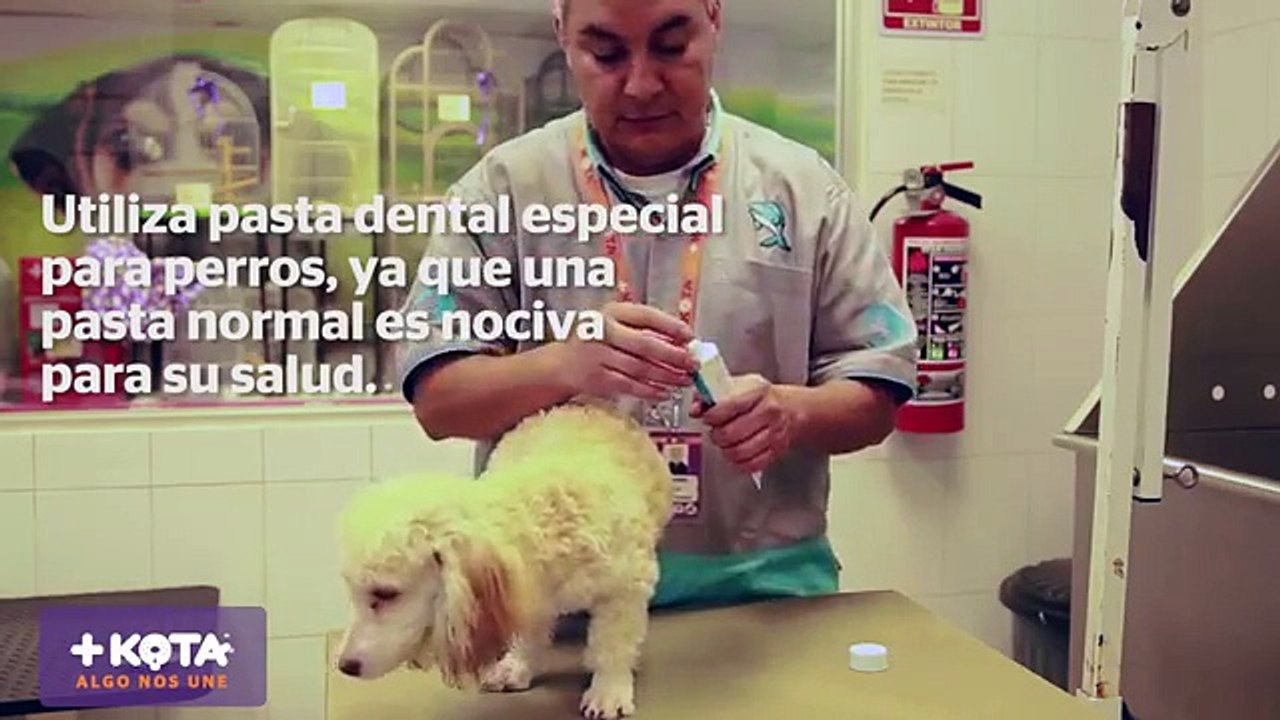 +KOTA presenta- Cómo cepillar los dientes de tu maskota