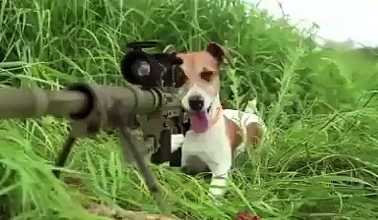 Haha,Lol Video,Dog Shooting Gun With Rabit