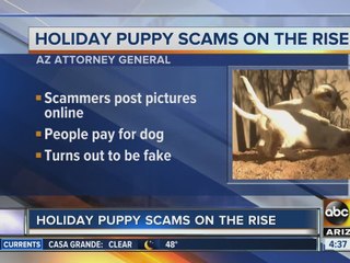 Watch out for puppy scams this holiday season