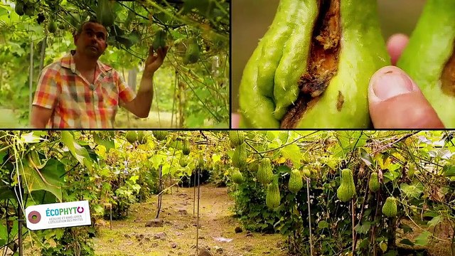 Ecophyto : A la Réunion, Sergio Victoire montre l'exemple aux producteurs de chouchous