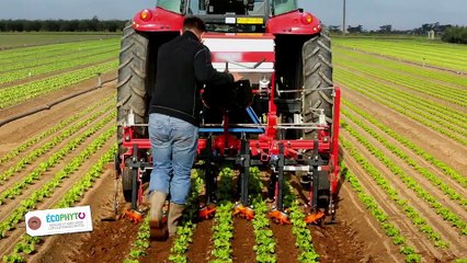Des maraîchers engagés dans le plan Ecophyto
