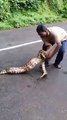 Big Anaconda swallowing 2 Indian goat in minute
