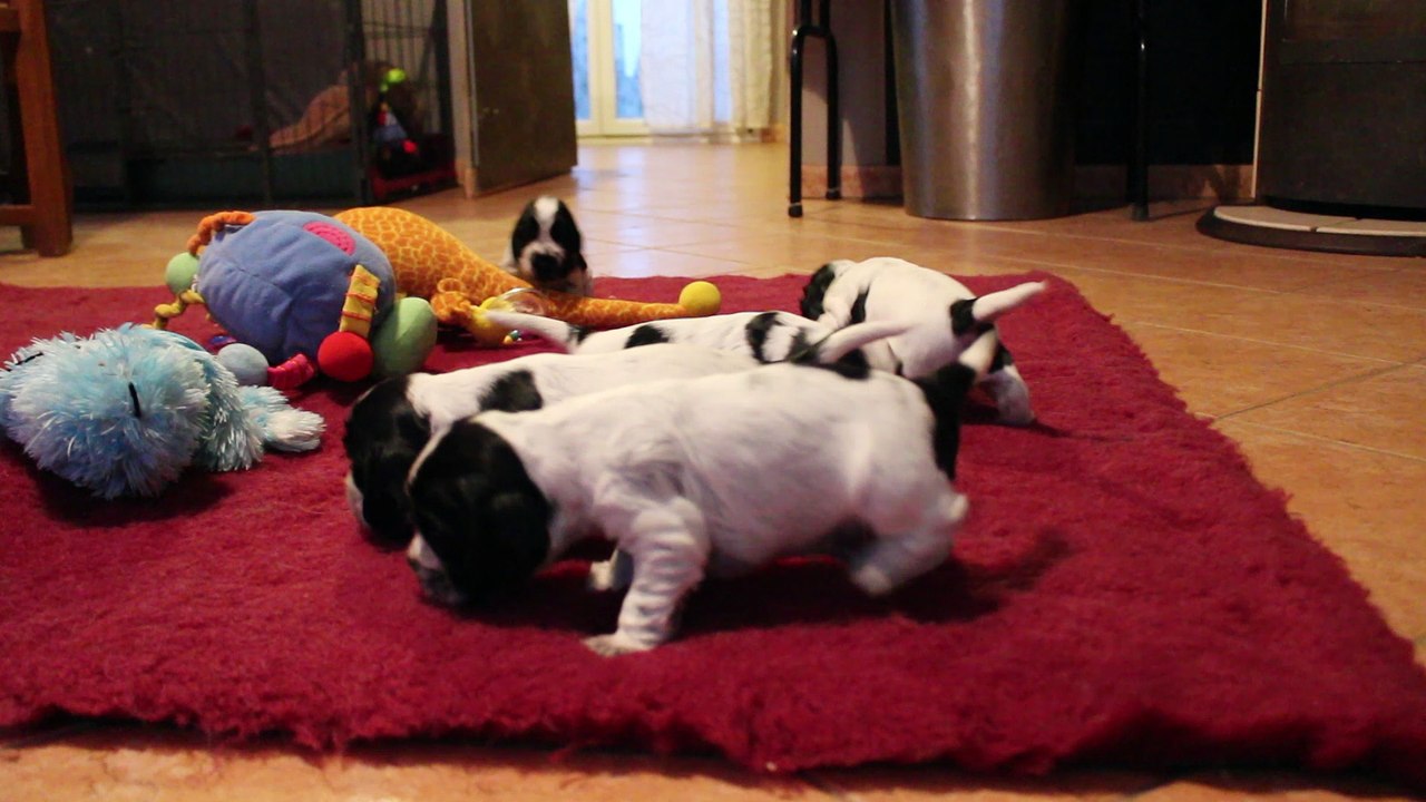 Chiots cockers anglais, Laly x Eric, 3 semaines