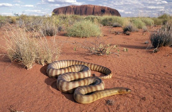 Дикий Запад. Опасный животный мир пустыни. Документальный фильм national geo