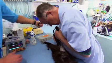 Bondi Vet: Season 1 Episode 11
