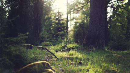 Panasonic Lumix 4K Video Test