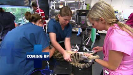Bondi Vet: S01E10
