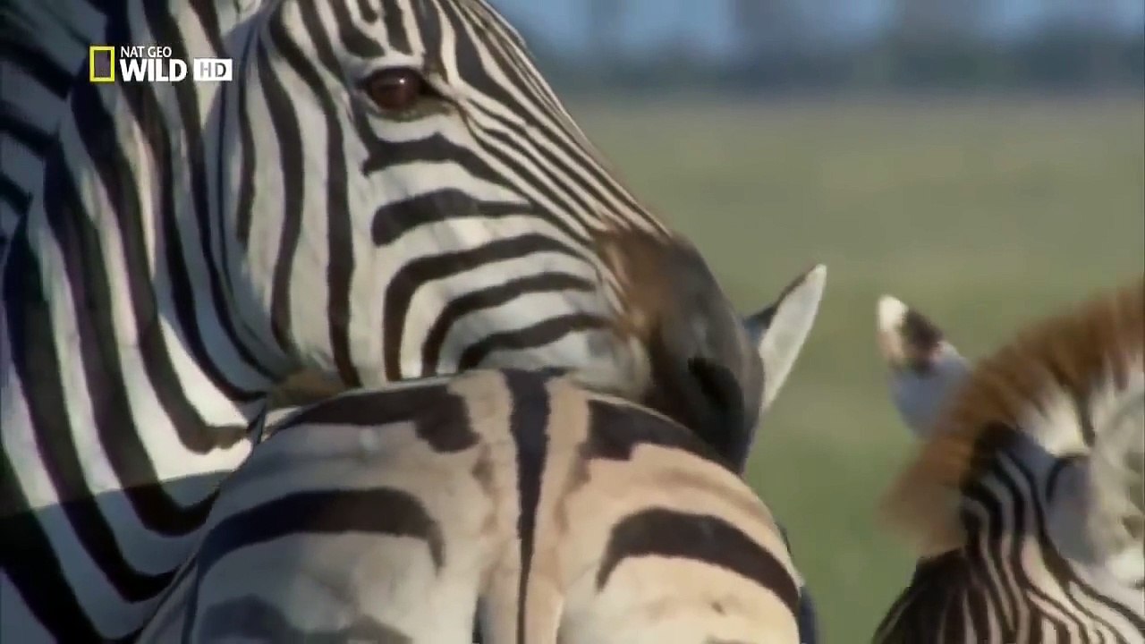 Пустыни Африки. Калахари. Дикий мир. Документальный фильм