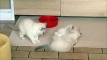 Katzenbabys beim spielen #katzen #babys #cat #katzenvideo