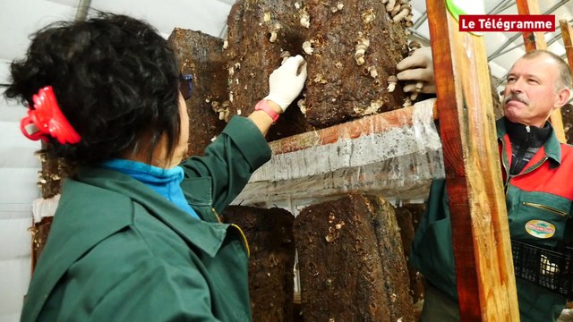 Tréflaouénan (29). Le shiitaké pousse aussi dans le Nord-Finistère