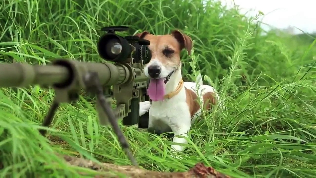 Trailner Animals Fight