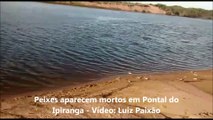 Peixes aparecem mortos em Pontal do Ipiranga