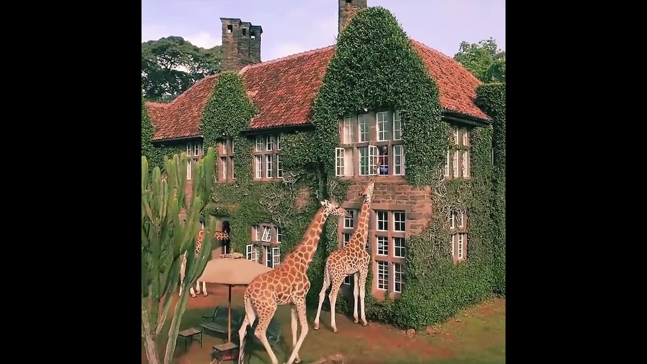 Cet hôtel vous propose de déjeuner avec des girafes !