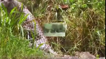 LES ROIS DE LA NATURE VS LES CROCODILES