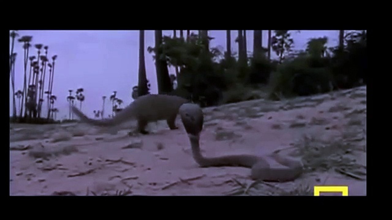 Mongoose Attack Cobra Snake incredible Fighting...