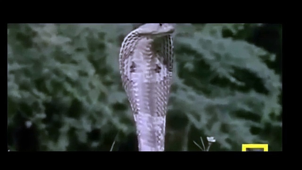 Mongoose Attack Cobra Snake incredible Fighting...