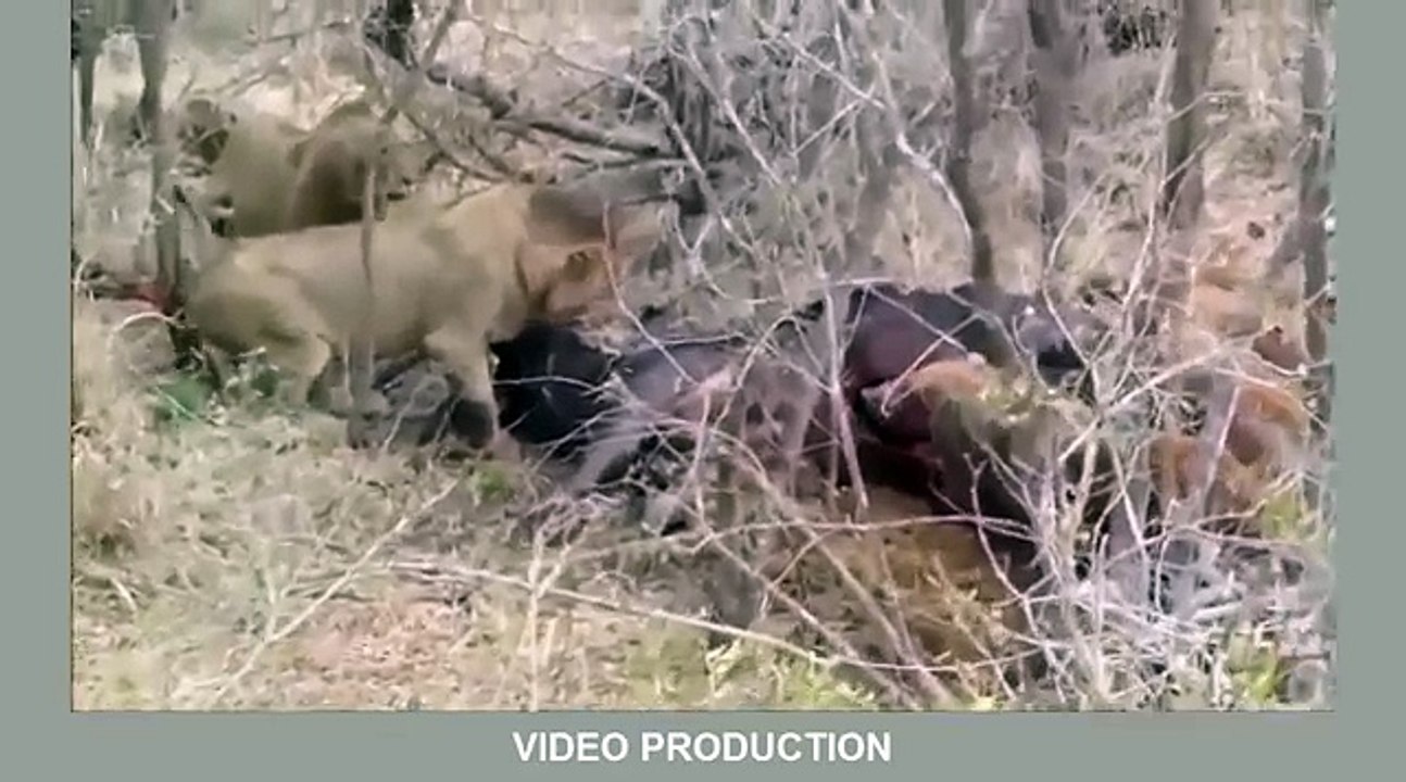 Most Amazing Wild Animal Attacks #3   lion, tig...
