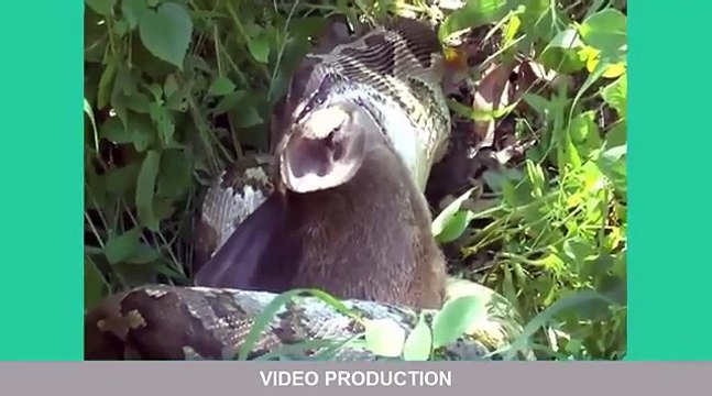 Most Amazing Wild Animal Attacks #5 lion, tiger, anaconda, deer, Crocodile, Rhino