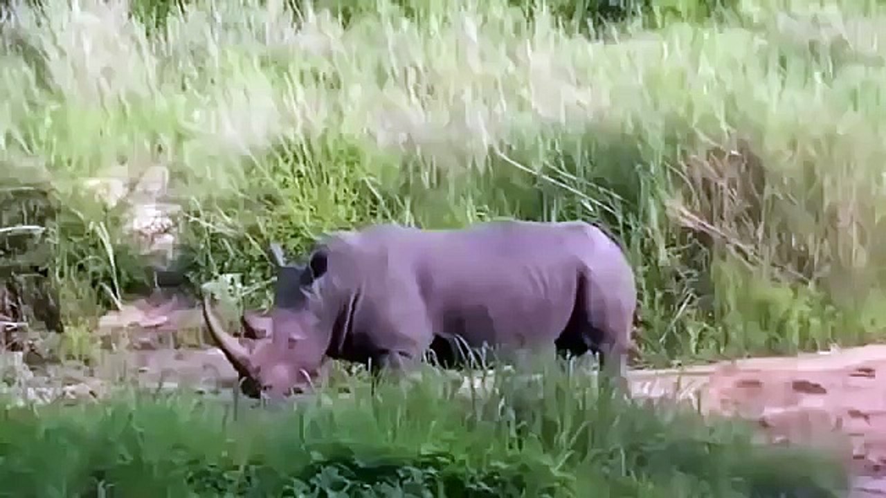 Deadliest animal attacks on humans compilation part 2   More Blood