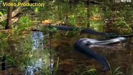 Giant Anaconda vs Lion - Tiger Great Python vs Lion Real Fight
