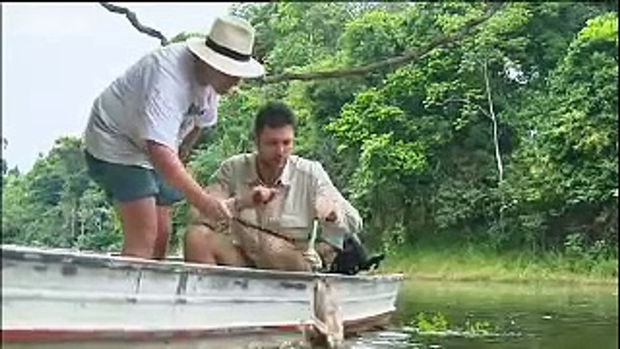 Fish - piranhas will even try and bite through metal - Ultimate Killers - BBC wildlife