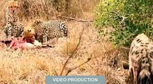 Lion Vs Hyena, Cheetah Vs Hyena , Leopard vs Hyena Real Fight compilation - Animal Attack