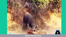 Most Amazing Wild Animal Attacks - Mongoose Vs Cobra - Lion Vs Buffalo - Wild boar vs tiger, lion