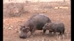 Kruger Lions Kill Hippo (not for sensitive viewers)