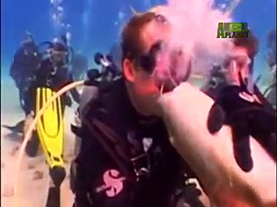 Shark Bites Diver