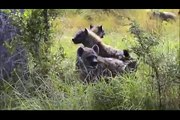 Giant hyenas attacking lioness in the absence of the king of the jungle  the lion