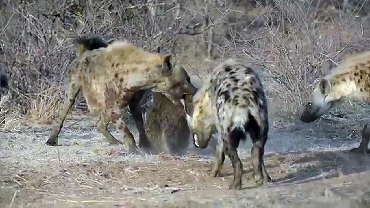 Hyena Attack