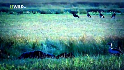 Hyenas attacks - NAT GÉO ! 鬣狗王后国家地理