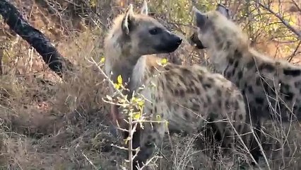 Hyenas Feed on Wild Dog