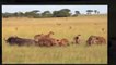 Hyenas Hunting - Hyena Attack - Most Amazing Wild Animal Attacks