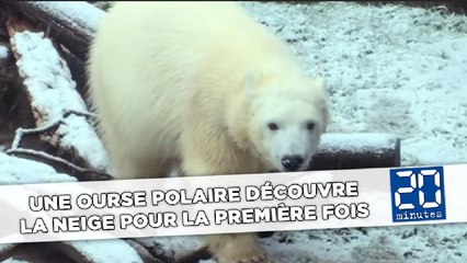 Une ourse polaire découvre la neige pour la première fois