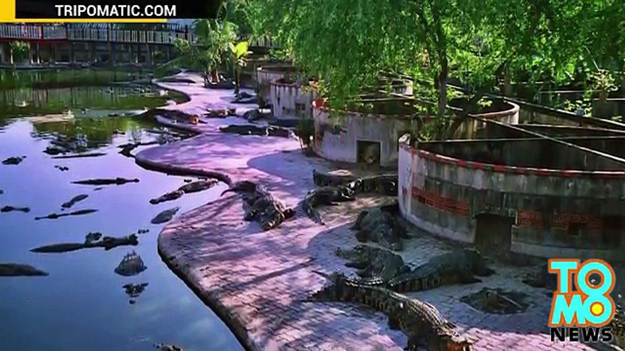 Crocodile suicide  Thai woman goes out by jumping into pit with 1,000 crocs