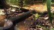 Giant Anaconda Found In Amazon River #3 Giant Anaconda - Giant Python Largest Snake
