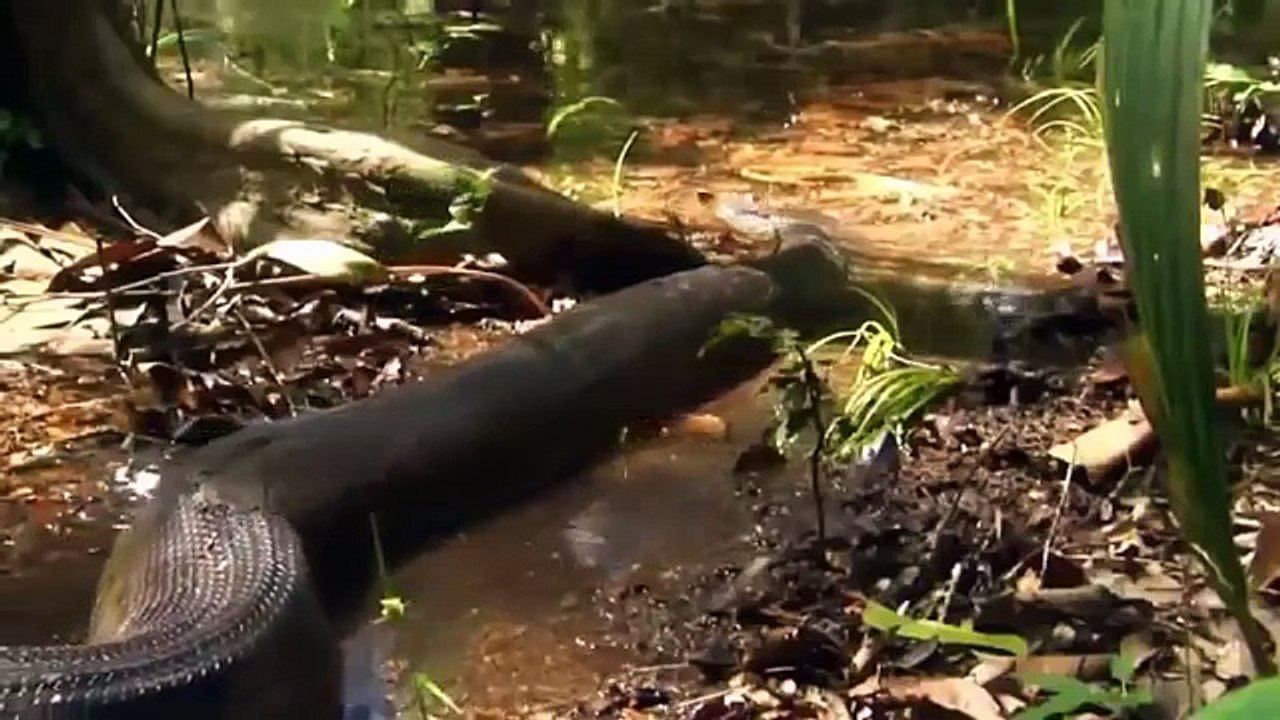 Giant Anaconda Found In Amazon River #3 Giant Anaconda - Giant Python Largest Snake