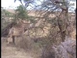 Giraffe kills lion. Giraffe attacks lion pride and kicks one of them to death.