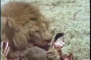 Lion vs Hyena - Lion Punches Hyena